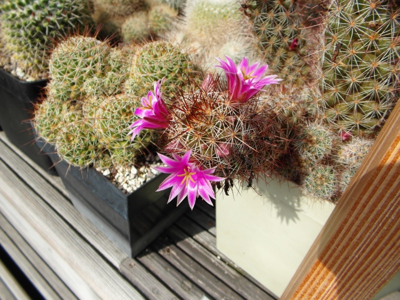 Cacti and Sukkulent in Köln, every day new flowers in the greenhouse Part 73 Bild1037