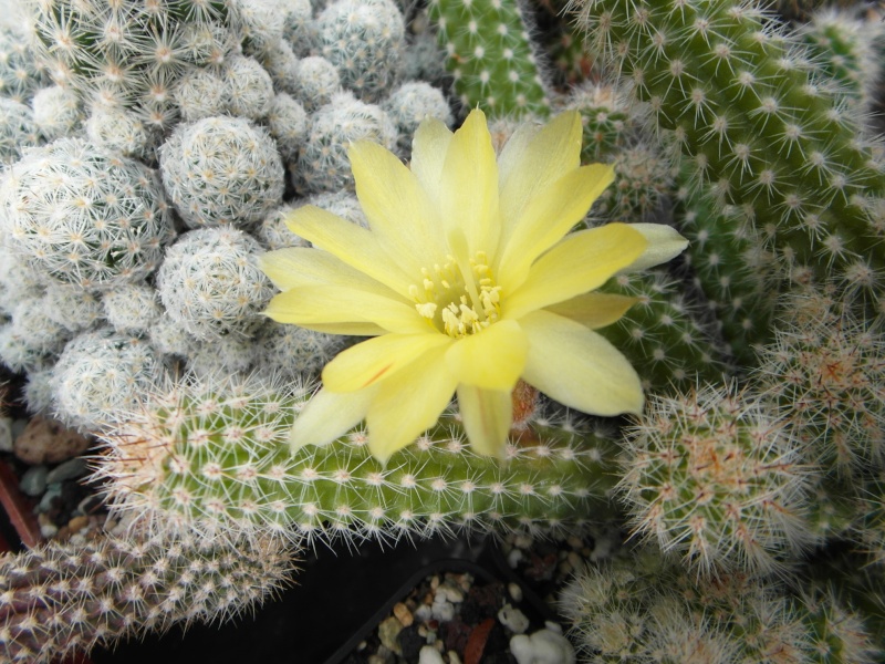 Cacti and Sukkulent in Köln, every day new flowers in the greenhouse Part 74 Bild1086