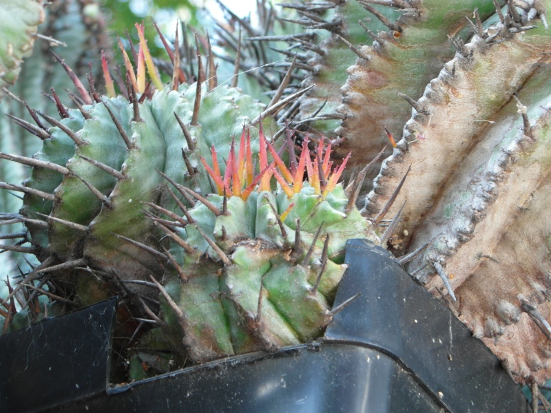 Cacti and Sukkulent in Köln, every day new flowers in the greenhouse Part 74 Bild1110