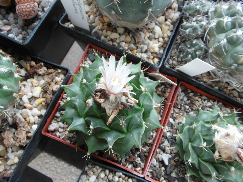 Cacti and Sukkulent in Köln, every day new flowers in the greenhouse Part 74 Bild1134