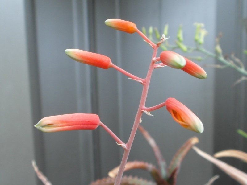 Cacti and Sukkulent in Köln, every day new flowers in the greenhouse Part 74 Bild1144