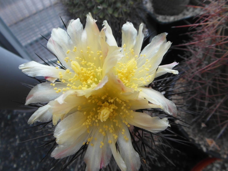 Cacti and Sukkulent in Köln, every day new flowers in the greenhouse Part 74 Bild1145