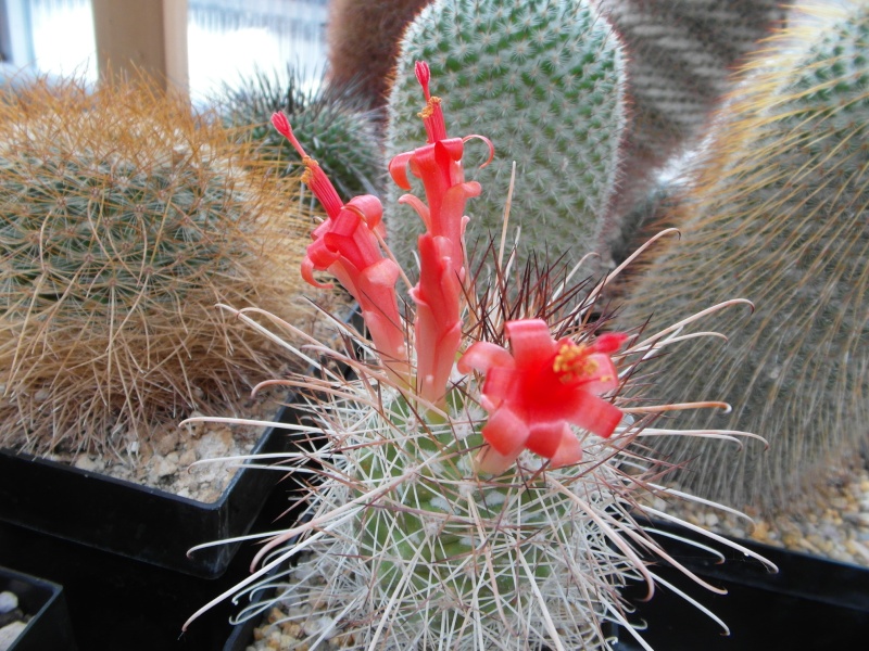 Cacti and Sukkulent in Köln, every day new flowers in the greenhouse Part 74 Bild1147