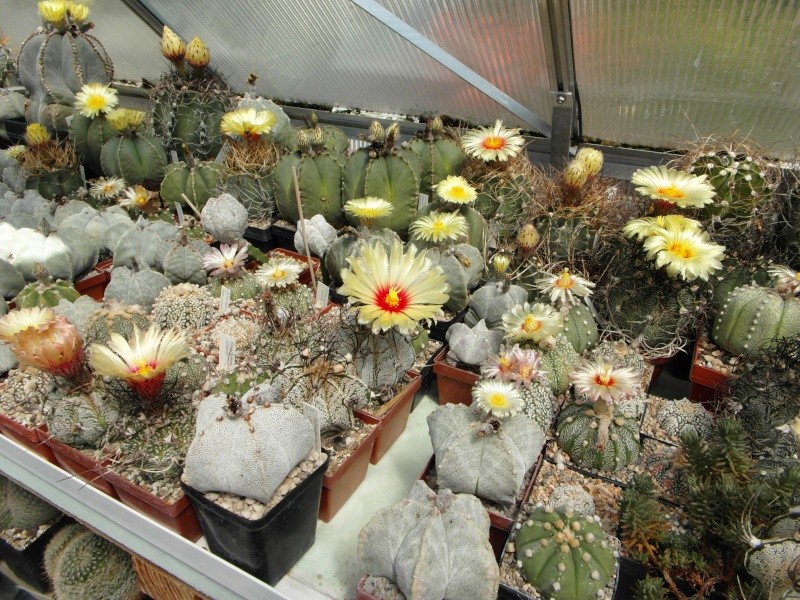 Cacti and Sukkulent in Köln, every day new flowers in the greenhouse Part 74 Bild1157