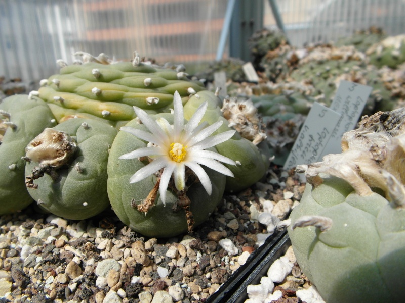 Cacti and Sukkulent in Köln, every day new flowers in the greenhouse Part 75 Bild1222