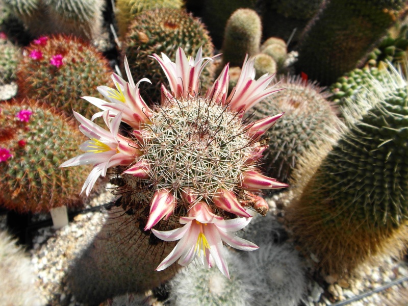 Cacti and Sukkulent in Köln, every day new flowers in the greenhouse Part 75 Bild1252