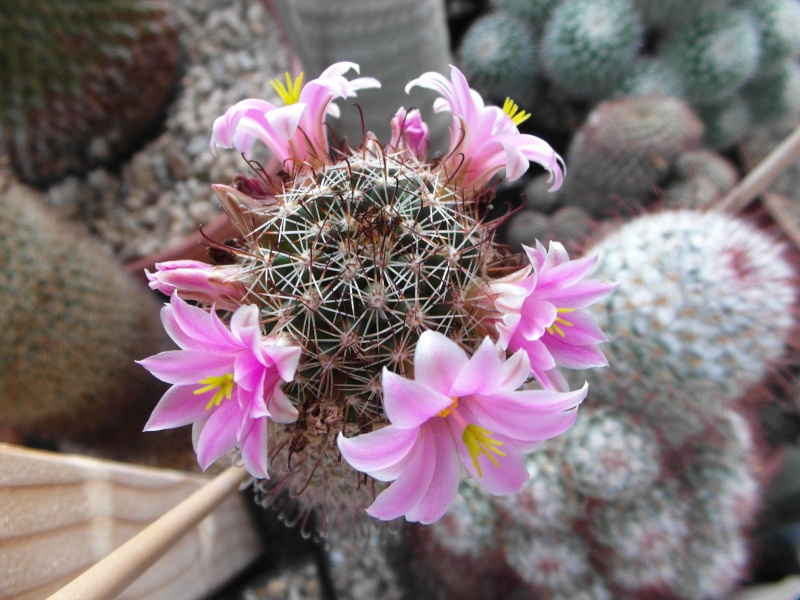 Cacti and Sukkulent in Köln, every day new flowers in the greenhouse Part 75 Bild1257