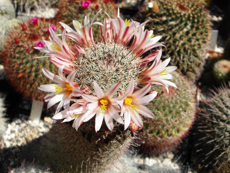 Cacti and Sukkulent in Köln, every day new flowers in the greenhouse Part 76 Bild1266