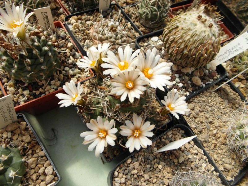 Cacti and Sukkulent in Köln, every day new flowers in the greenhouse Part 76 Bild1273