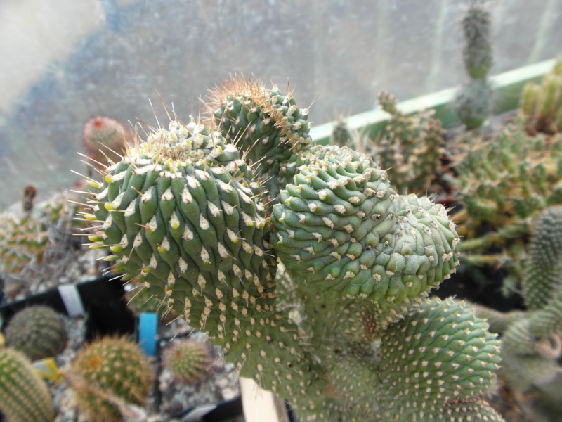 Cacti and Sukkulent in Köln, every day new flowers in the greenhouse Part 76 Bild1298