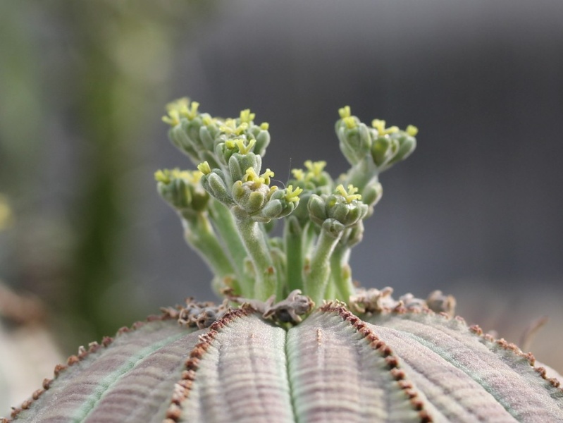 Cacti and Sukkulent in Köln, every day new flowers in the greenhouse Part 76 Bild1325