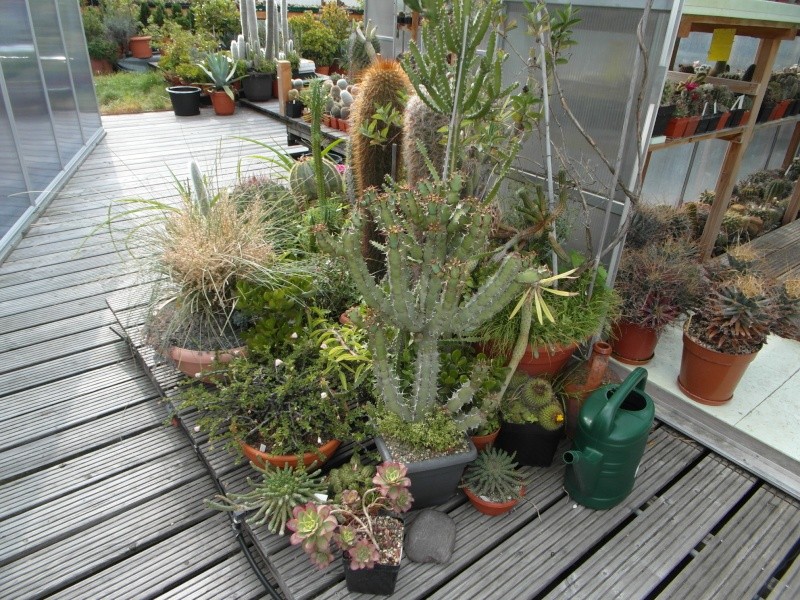 Cacti and Sukkulent in Köln, every day new flowers in the greenhouse Part 76 Bild1329