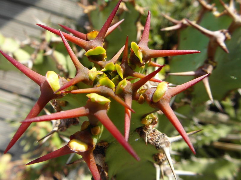 Cacti and Sukkulent in Köln, every day new flowers in the greenhouse Part 76 Bild1332