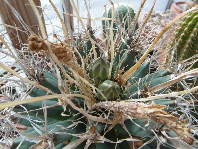 Cacti and Sukkulent in Köln, every day new flowers in the greenhouse Part 76 Bild1338