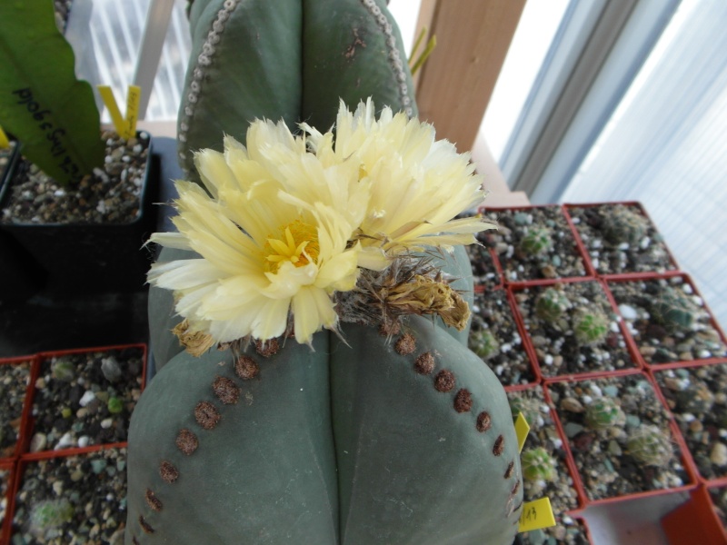 Cacti and Sukkulent in Köln, every day new flowers in the greenhouse Part 76 Bild1352