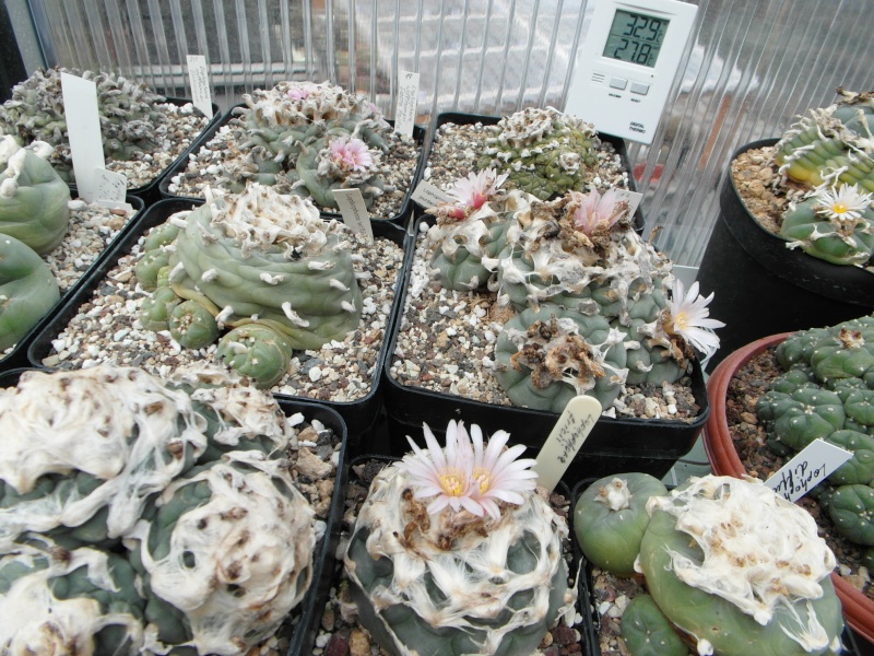 Cacti and Sukkulent in Köln, every day new flowers in the greenhouse Part 77 Bild1418