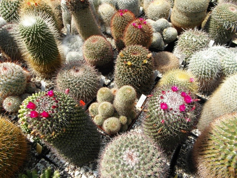 Cacti and Sukkulent in Köln, every day new flowers in the greenhouse Part 78 Bild1452