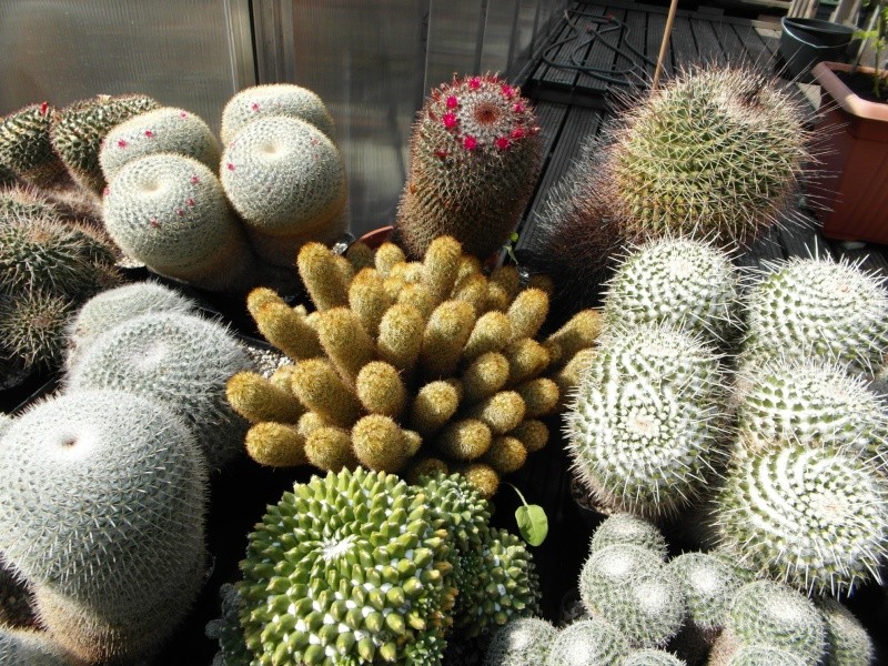 Cacti and Sukkulent in Köln, every day new flowers in the greenhouse Part 78 Bild1453