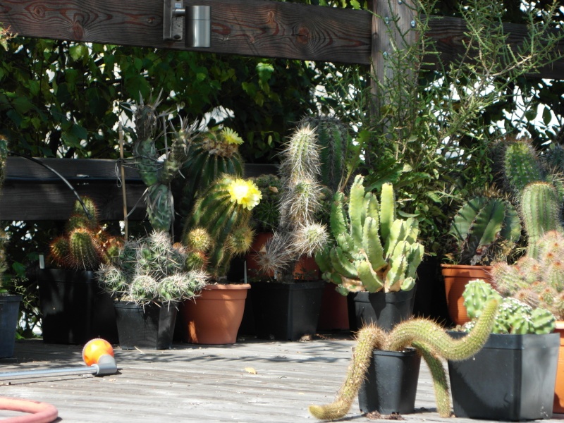 Cacti and Sukkulent in Köln, every day new flowers in the greenhouse Part 78 Bild1460