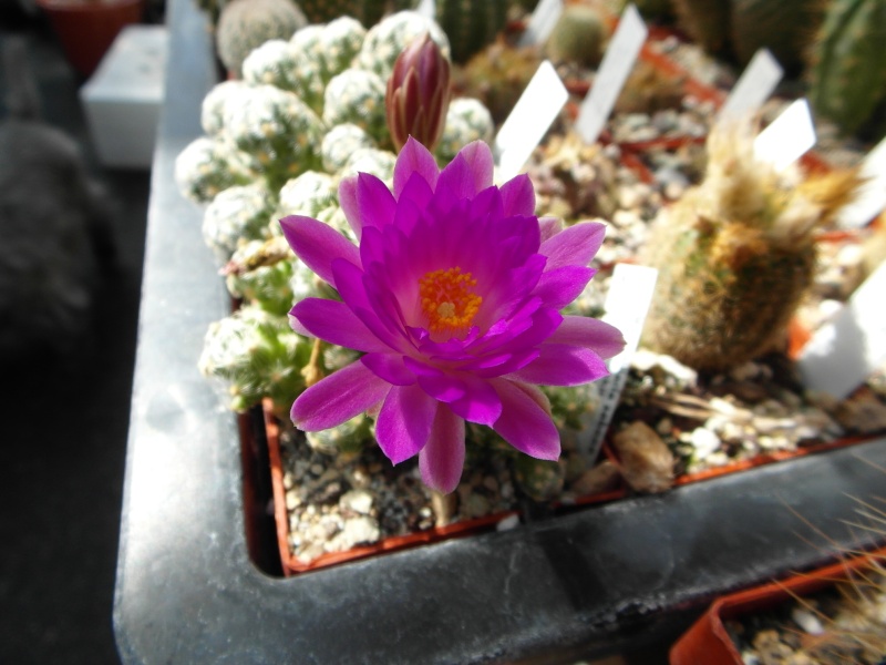Cacti and Sukkulent in Köln, every day new flowers in the greenhouse Part 78 Bild1484