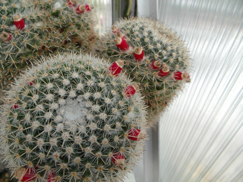 Cacti and Sukkulent in Köln, every day new flowers in the greenhouse Part 78 Bild1501