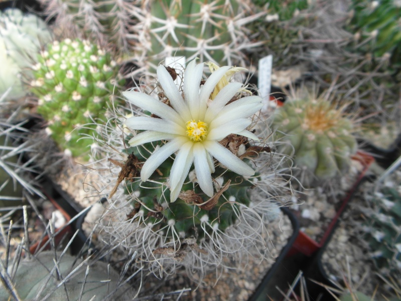 Cacti and Sukkulent in Köln, every day new flowers in the greenhouse Part 78 Bild1520