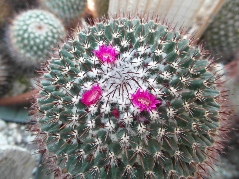 Cacti and Sukkulent in Köln, every day new flowers in the greenhouse Part 78 Bild1528