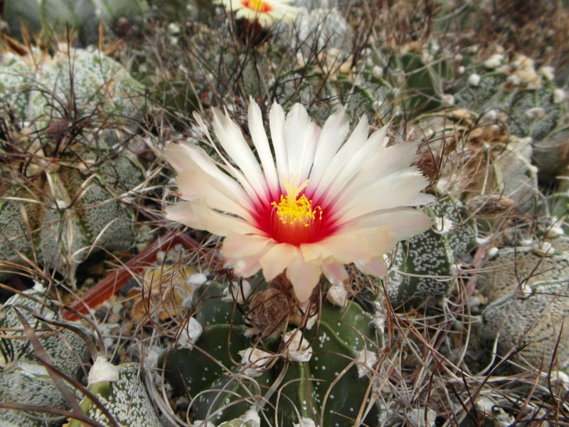 Cacti and Sukkulent in Köln, every day new flowers in the greenhouse Part 79 Bild1627