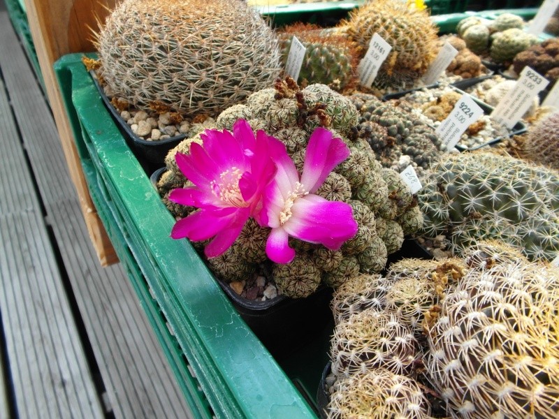 Cacti and Sukkulent in Köln, every day new flowers in the greenhouse Part 80 Bild1644