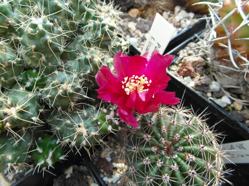 Cacti and Sukkulent in Köln, every day new flowers in the greenhouse Part 80 Bild1654