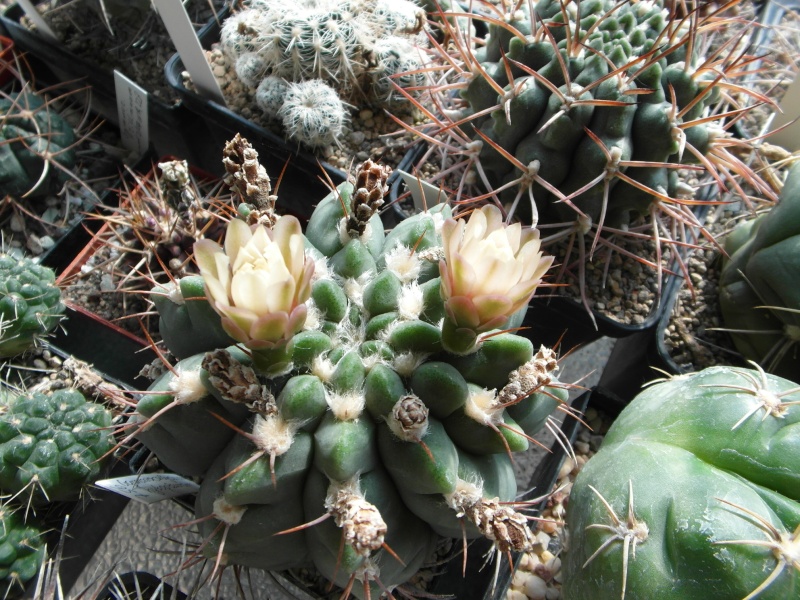 Cacti and Sukkulent in Köln, every day new flowers in the greenhouse Part 80 Bild1662