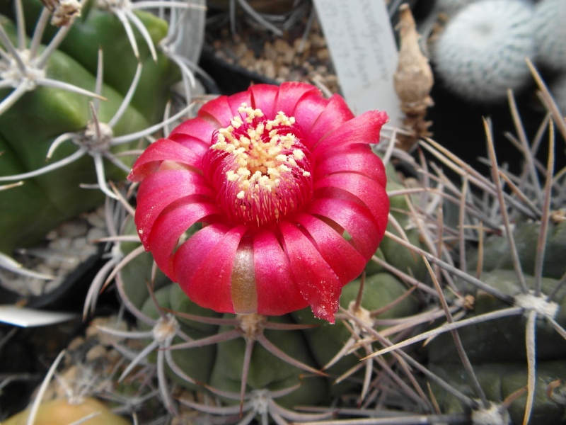 Cacti and Sukkulent in Köln, every day new flowers in the greenhouse Part 80 Bild1673