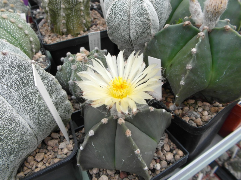 Cacti and Sukkulent in Köln, every day new flowers in the greenhouse Part 80 Bild1690