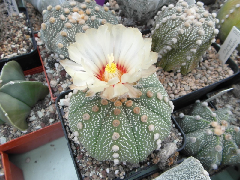 Cacti and Sukkulent in Köln, every day new flowers in the greenhouse Part 80 Bild1691
