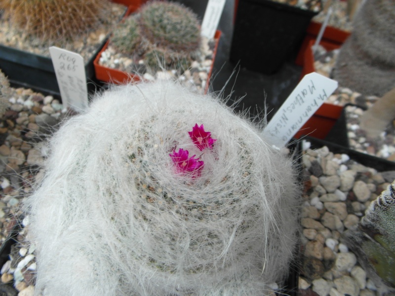 Cacti and Sukkulent in Köln, every day new flowers in the greenhouse Part 80 Bild1702