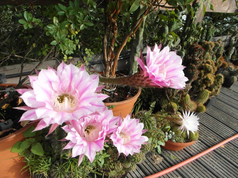 Cacti and Sukkulent in Köln, every day new flowers in the greenhouse Part 80 Bild1717