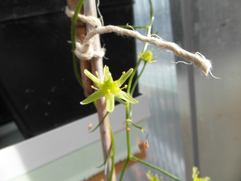 Cacti and Sukkulent in Köln, every day new flowers in the greenhouse Part 80 Bild1730