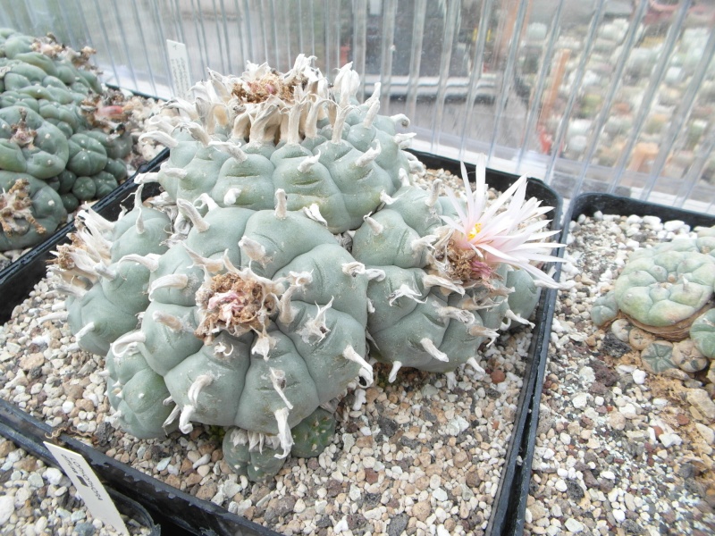 Cacti and Sukkulent in Köln, every day new flowers in the greenhouse Part 81 Bild1759