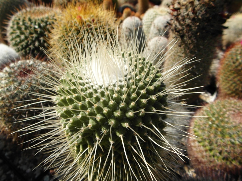 Cacti and Sukkulent in Köln, every day new flowers in the greenhouse Part 81 Bild1789