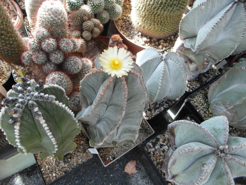 Cacti and Sukkulent in Köln, every day new flowers in the greenhouse Part 81 Bild1821