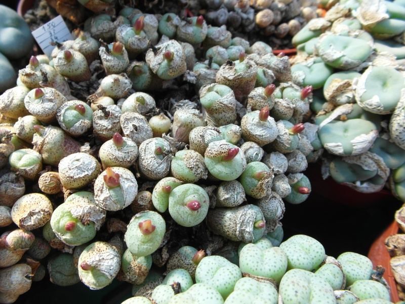 Cacti and Sukkulent in Köln, every day new flowers in the greenhouse Part 81 Bild1830