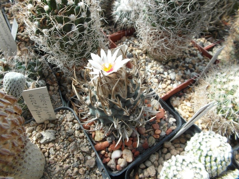 Cacti and Sukkulent in Köln, every day new flowers in the greenhouse Part 82 Bild1850