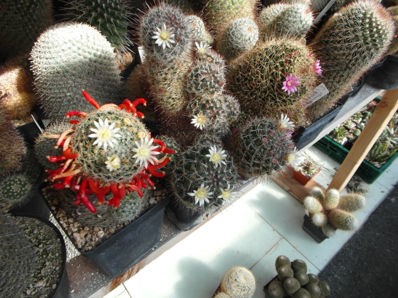 Cacti and Sukkulent in Köln, every day new flowers in the greenhouse Part 82 Bild1864