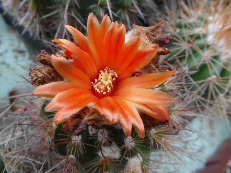 Cacti and Sukkulent in Köln, every day new flowers in the greenhouse Part 82 Bild1916