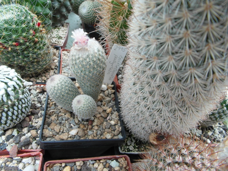 Cacti and Sukkulent in Köln, every day new flowers in the greenhouse Part 82 Bild1917