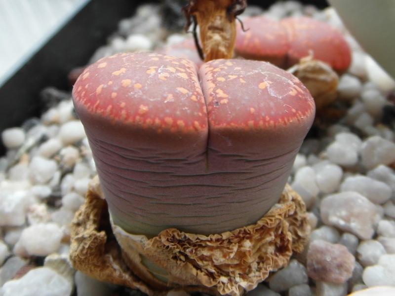 Cacti and Sukkulent in Köln, every day new flowers in the greenhouse Part 82 Bild1919