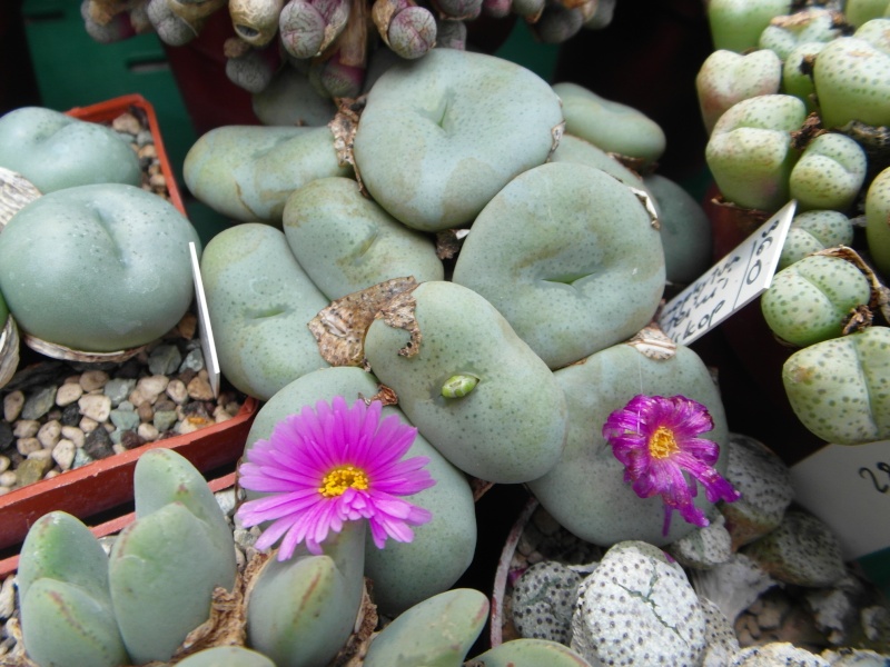 Cacti and Sukkulent in Köln, every day new flowers in the greenhouse Part 82 Bild1933