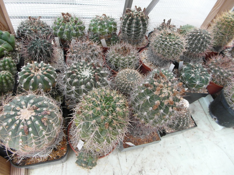 Cacti and Sukkulent in Köln, every day new flowers in the greenhouse Part 82 Bild1945