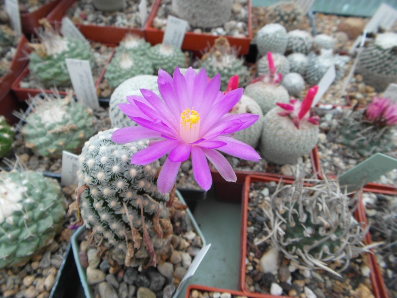 Cacti and Sukkulent in Köln, every day new flowers in the greenhouse Part 83 Bild1963