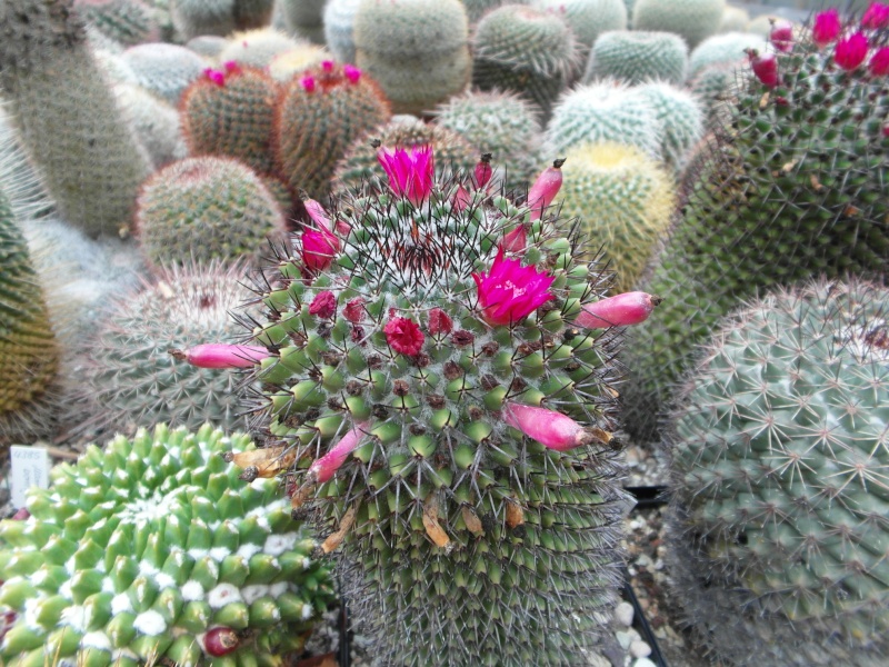 Cacti and Sukkulent in Köln, every day new flowers in the greenhouse Part 83 Bild1964